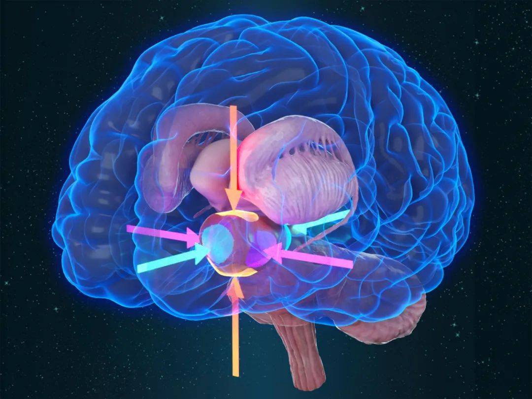 记忆和情绪的部位,会整合关于触摸,身体运动以及性记忆或性幻想的信息