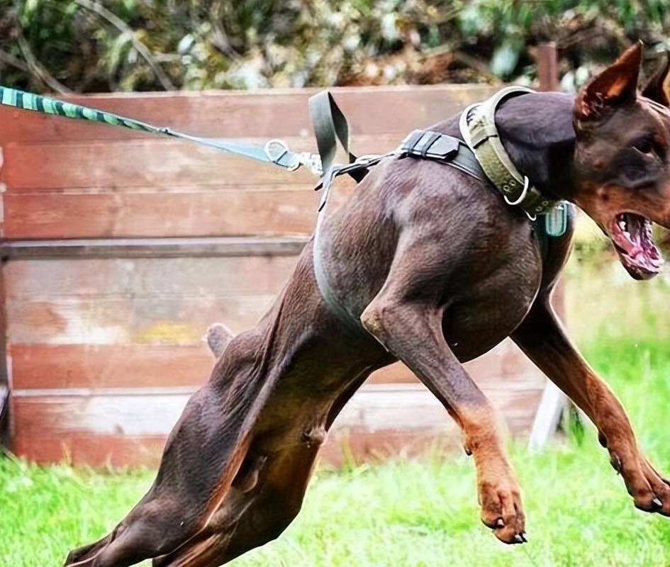 比特犬比特犬是一种专门为了斗犬而培育的狗狗,所以在它的意识里,扑咬