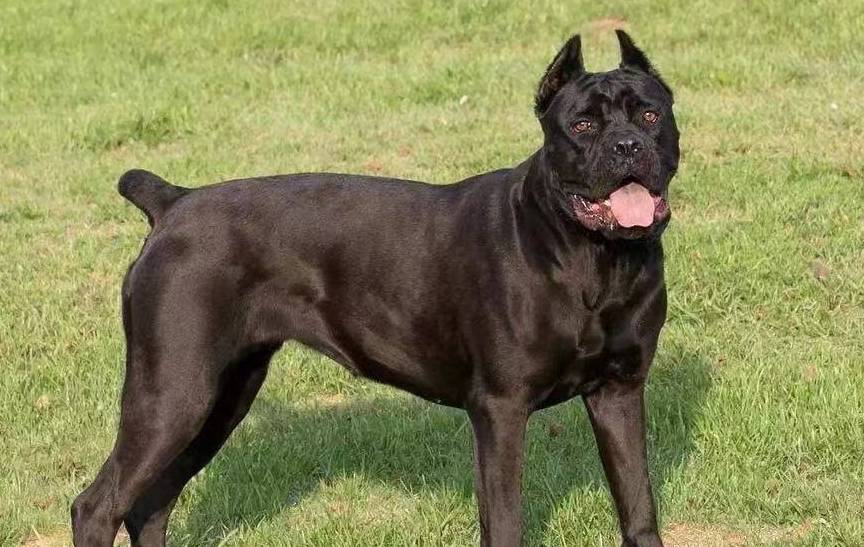 自从养"卡斯罗"之后,我上瘾了!一点也不想换狗_训练_服从性_身体