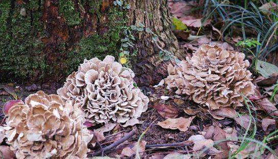 它叫栗蘑,板栗树下的稀有菌类,一斤卖上百元,家有板栗树记得找找