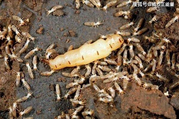 浙江一大坝挖出生长十几年白蚁后！专家科普预防、灭杀措施（水库白蚁工程报价表）
