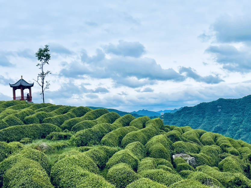 茶旅融合绘出“诗与远方”，勉县这些清幽茶园,蕴藏着最美风光！_手机搜狐网