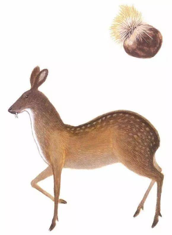 四大名香之一的麝香,也是一味中药材?_香料_作用_世界