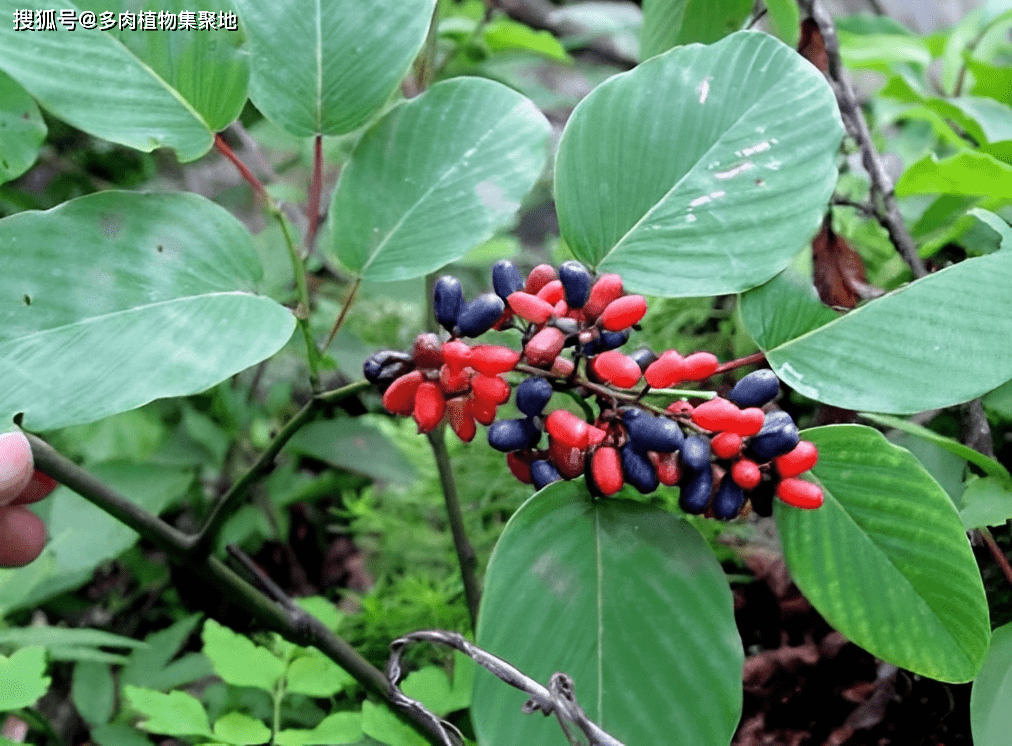 俗称"老鼠屎",懂它的老人会挖走,根部是珍贵货,十分值钱!