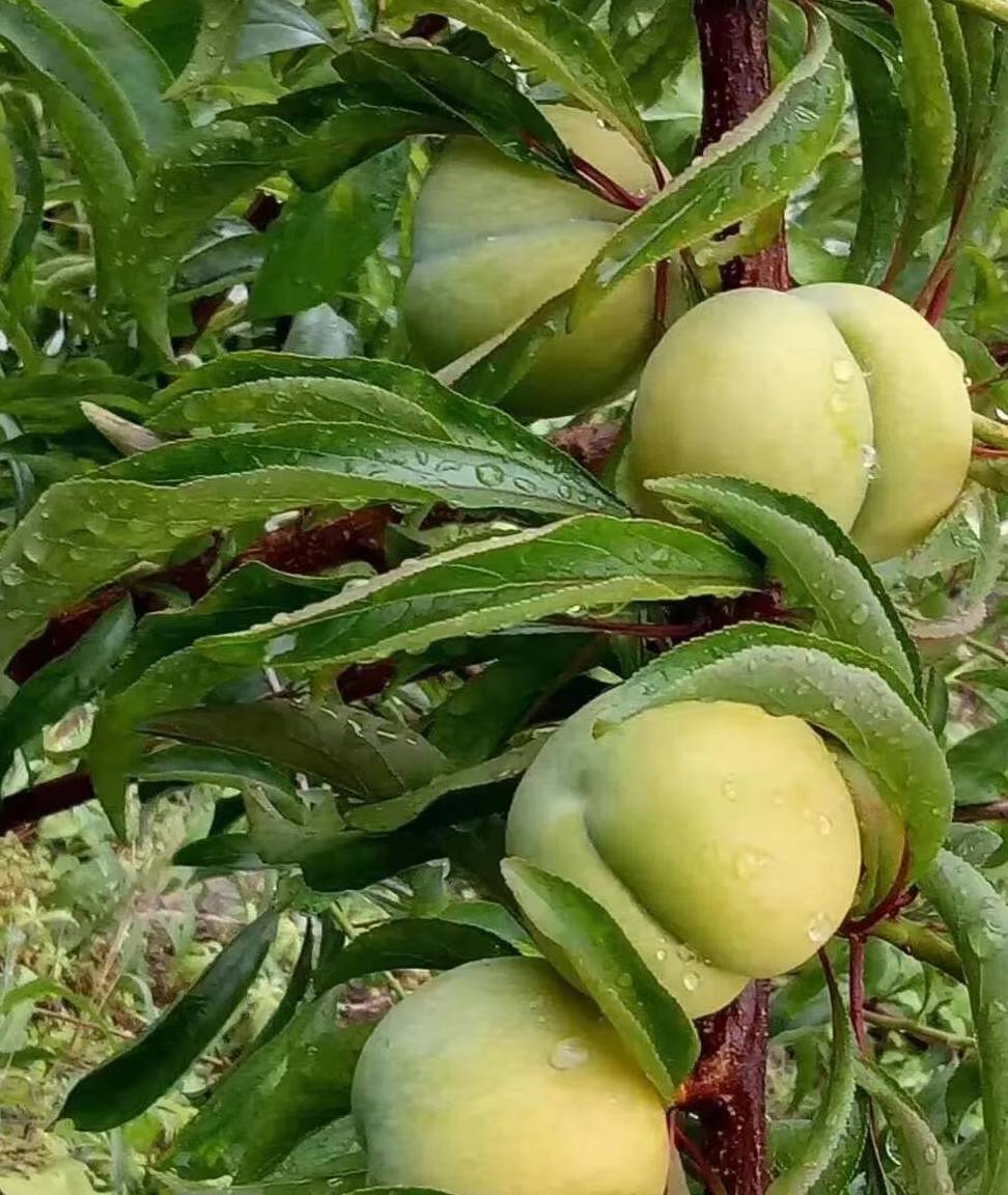 您会去了解贵州蜂糖李吗?_李子便_季节_超大