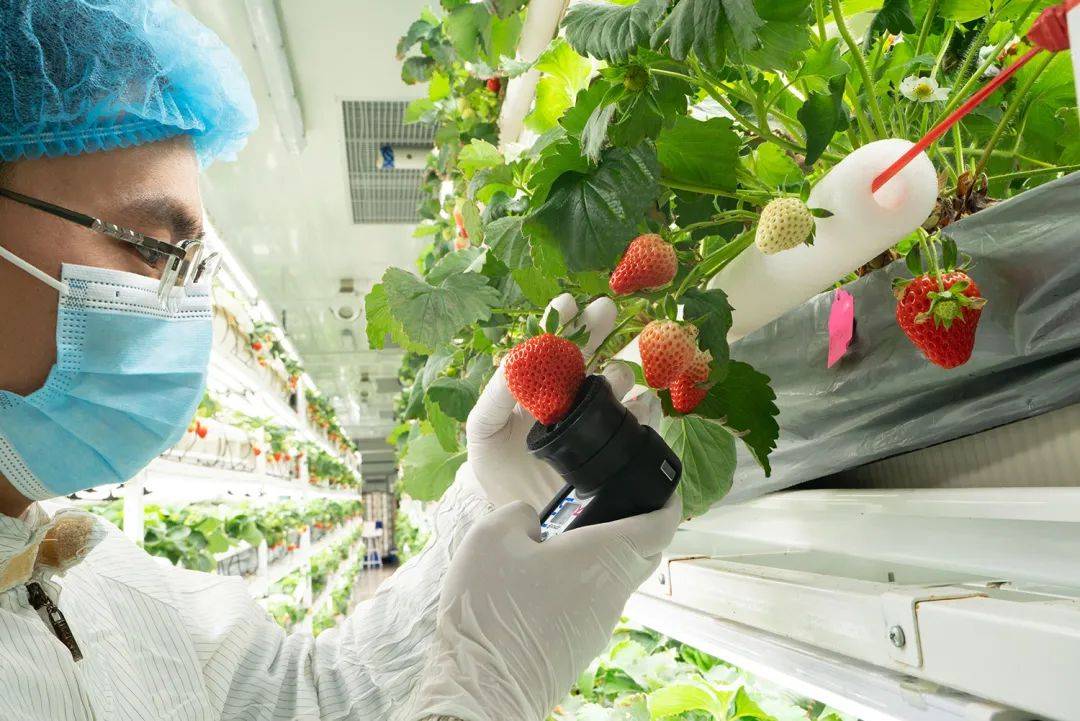 【今日建德】全年不断档 建德首批"四季"草莓成熟开采_种植_植物_数智