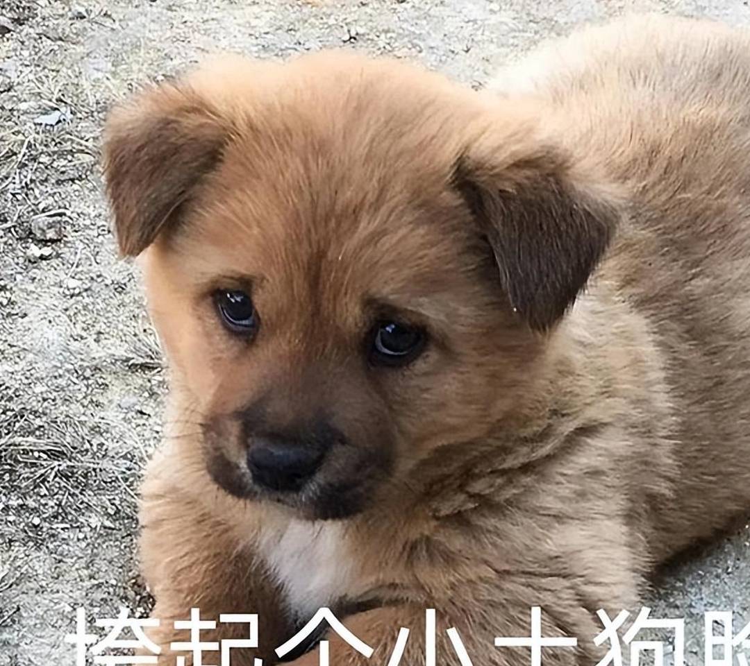 主人在"撸狗"的时候,狗狗心里是怎么想的?_零食_按摩_什么