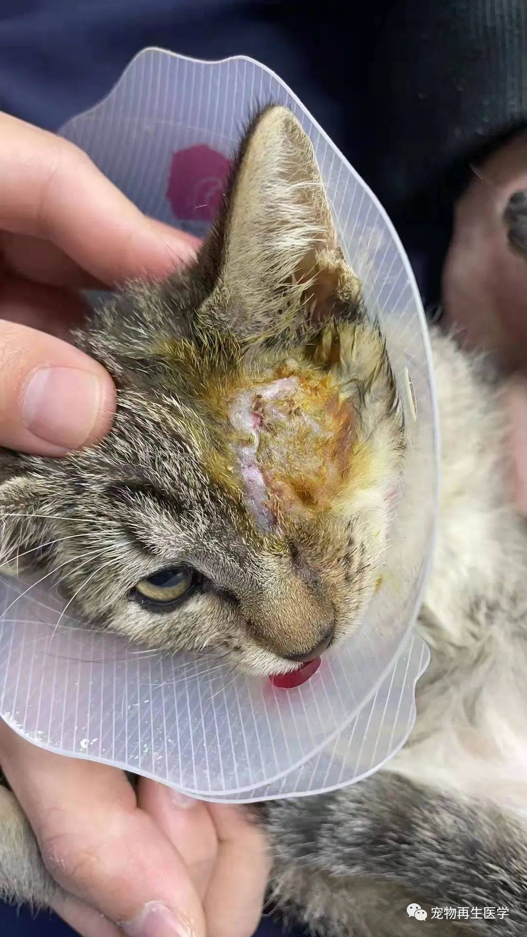 眼科病例|猫咪眼球摘除后应用ecm海绵填充_细胞_软组织_动物