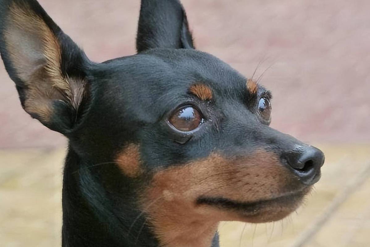 为什么"小鹿犬"越来越受欢迎?网友:养了就不想换狗_训练_主人_因为