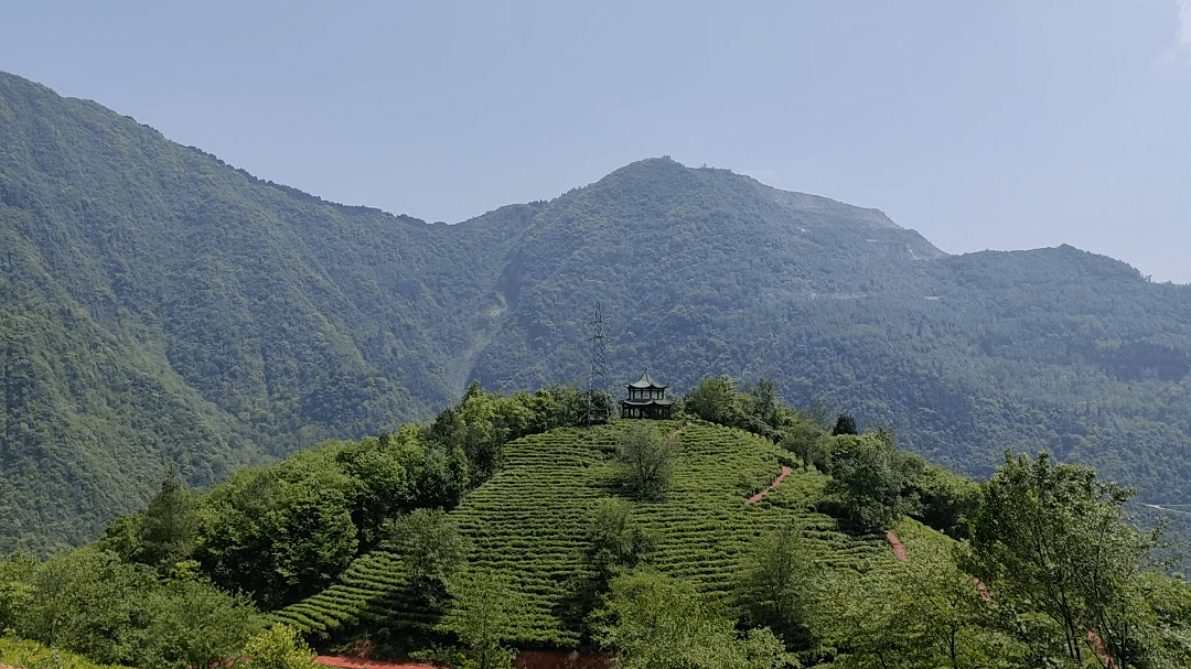 在风景如画的北川茶园采茶 直播是什么体验?错过直播的点这里!