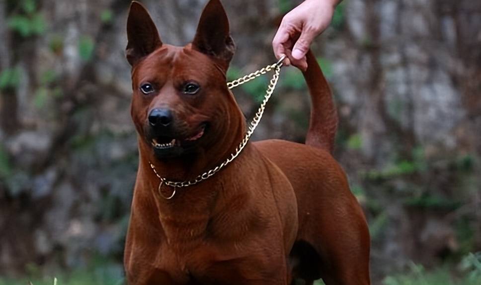 目前仅存有3000只左右泰国脊背犬,可以说已经快要灭绝的,这才引起了