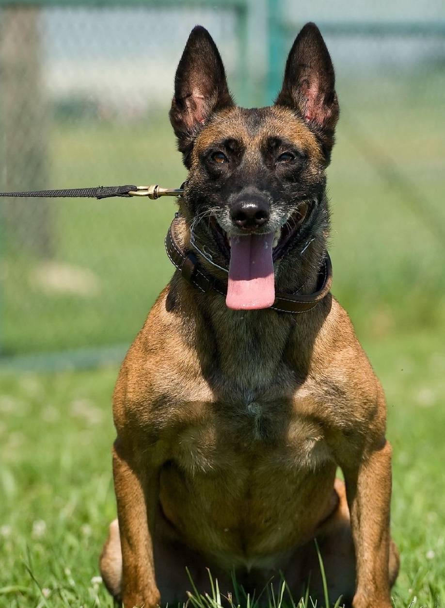 比利時馬裡努阿犬該犬的起源要追溯到70年代,當時民間培育的狗裡出了