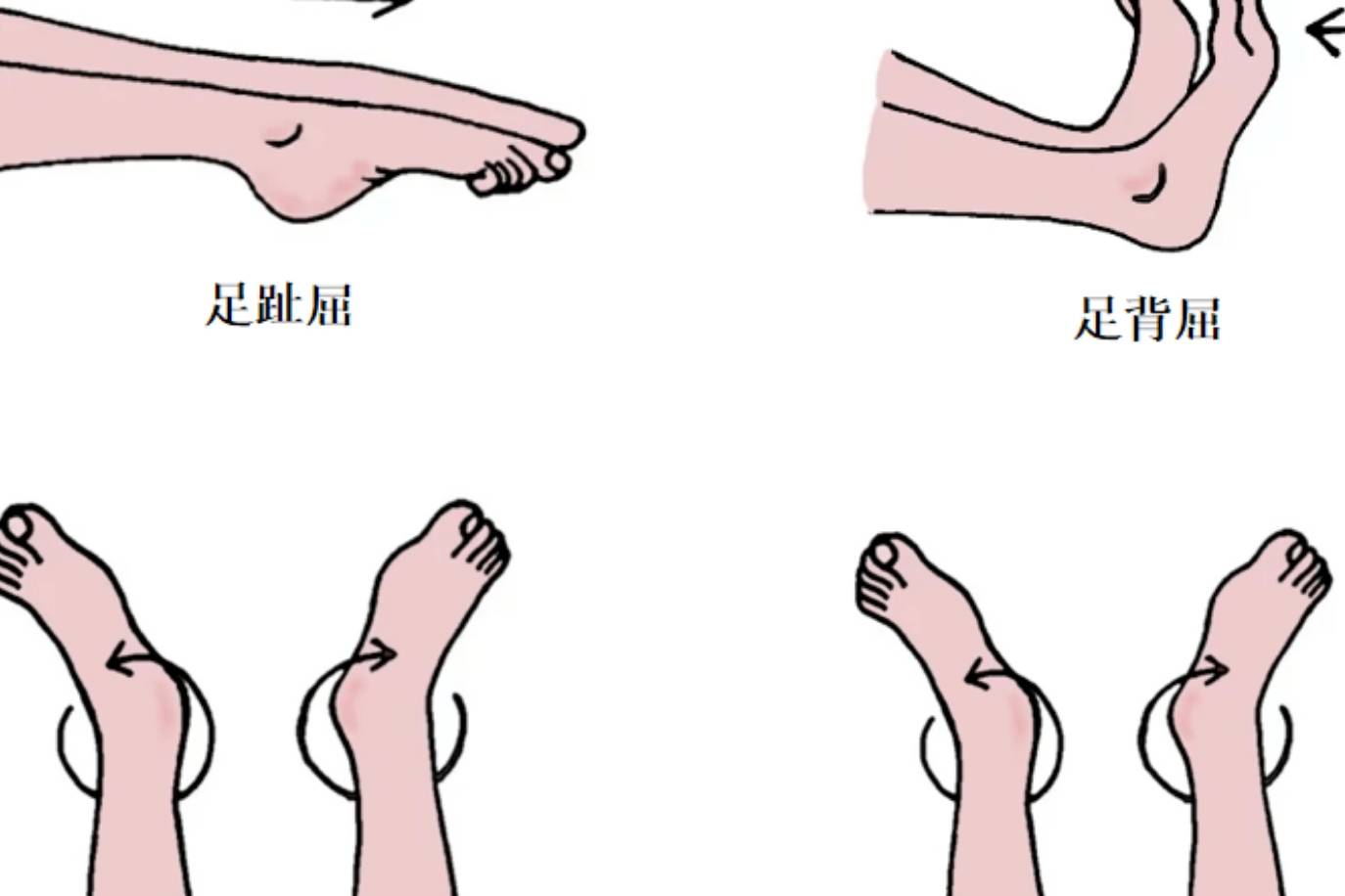图4-143 距小腿(踝)关节与足关节及韧带(背面观)-骨科临床解剖学-医学