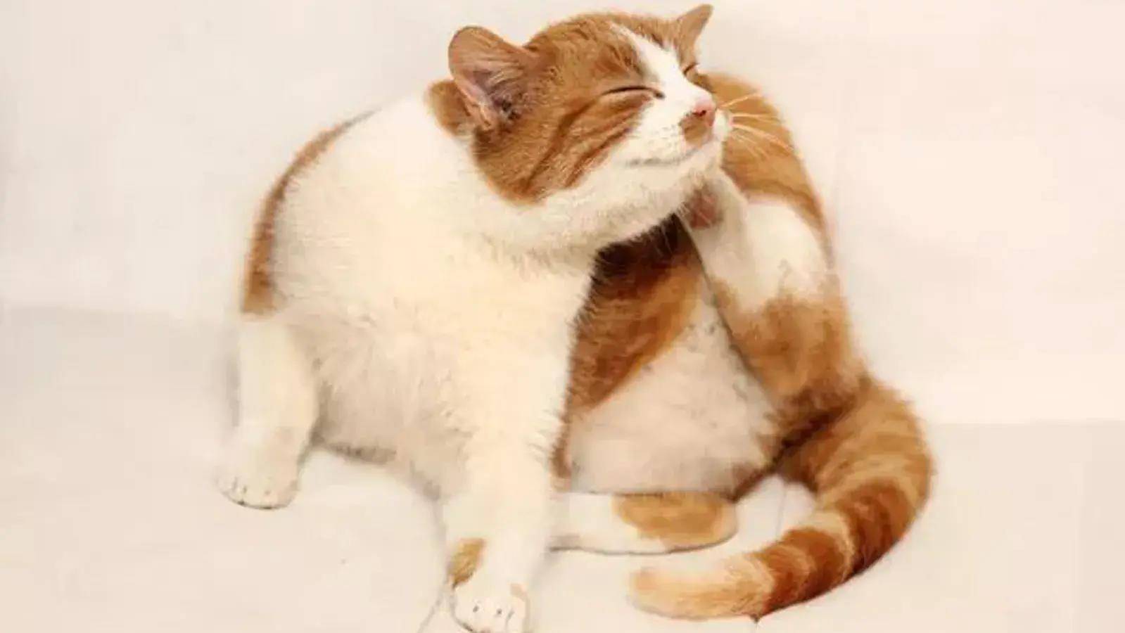 猫咪频繁挠耳朵,除了耳螨,还可能是这几个原因造成的_搜狐网