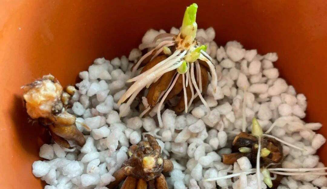 被名字耽误的花-花毛茛的养殖方法和注意事项（花毛茛的花语是）