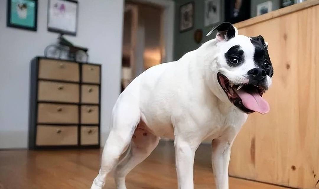 养狗不能养"卡西莫多犬",浑身是病,养不起_狗狗_脖子_主人