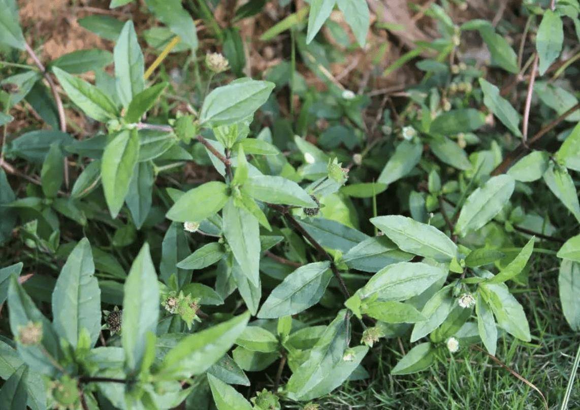 1种神奇的植物,民间称为"天然乌发草",在河边就有