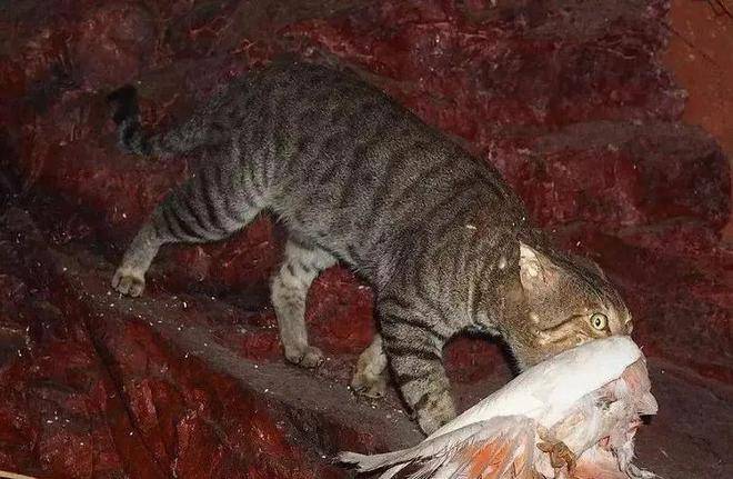 四川瓦屋山首次发现豹猫，和家猫有何不同，拿回家养得熟吗？（瓦屋山能耍多久）