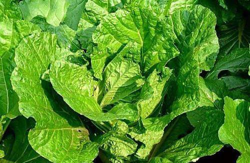 大白菜_时间_效果