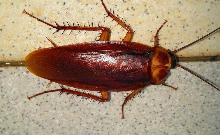 读到药的成分时,看到主要成分只有:美洲大蠊干燥虫体提取物.