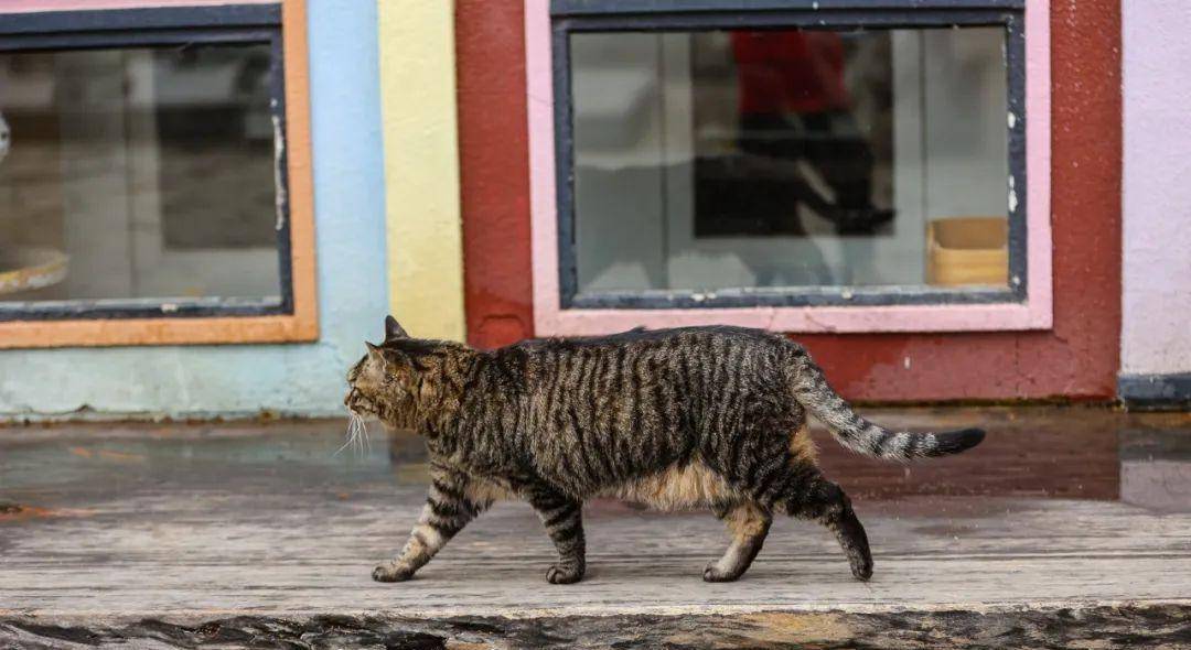 观复博物馆可以摸猫吗_观复猫是什么_观复博物馆猫阴阳猫