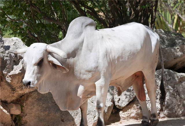 怪不得三界之中没人敢把牛魔王当坐骑,你看看如来说了啥?