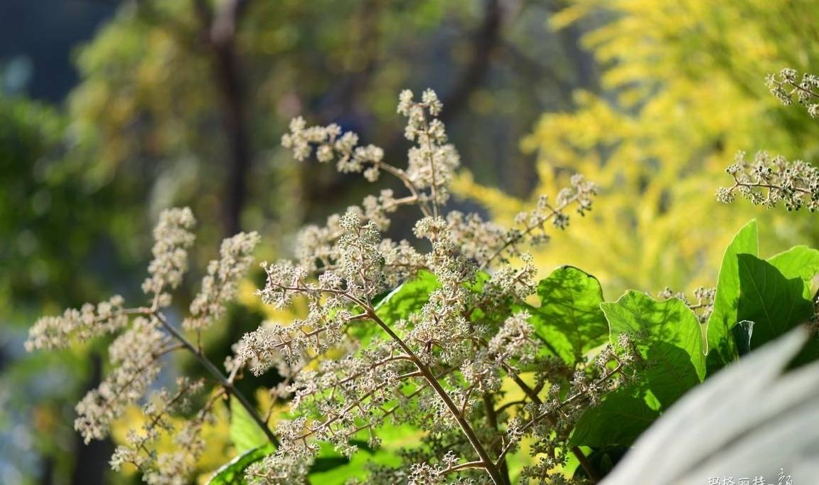 有的长很高,有的需要修剪,有的因为有更大型的植物,比如春天的绣线菊