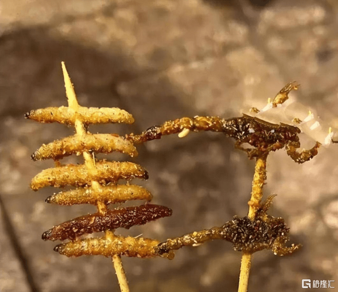 铁皮石斛花（石斛花泡水喝的五大禁忌） 第3张