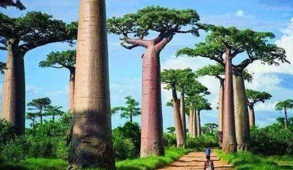 非洲泡水喝的树（原创
            非洲一种奇特的树，是纯天然水塔，不仅可以取水还可以当房子住）
