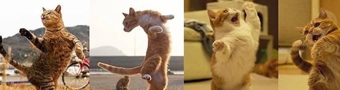 疗愈系猫咪！超可爱的忍者猫、短腿猫一次奉上