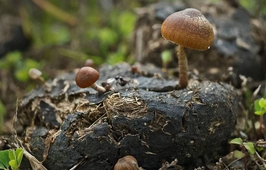 這種牛糞菌現在在野外越來越少見,人工培植的難度也比較大,所以現在