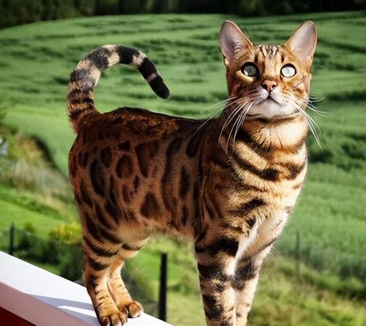 为什么养孟加拉豹猫的人越来越多?