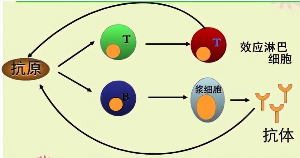 人体第三道防线的组成图片