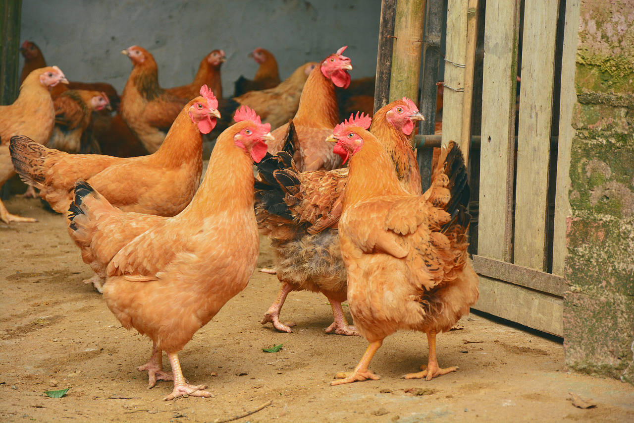 鸡对人类有多重要?人类每天从母鸡身下掏鸡蛋,鸡会感到生气吗?_保护_食物_行为