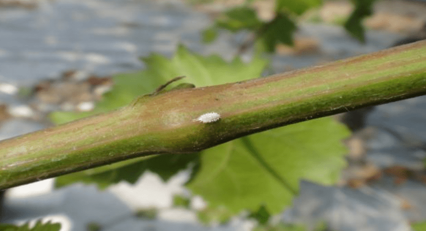 葡萄蚧壳虫防治正当时!要早防早治,防治药剂这么选,害虫跑不了!