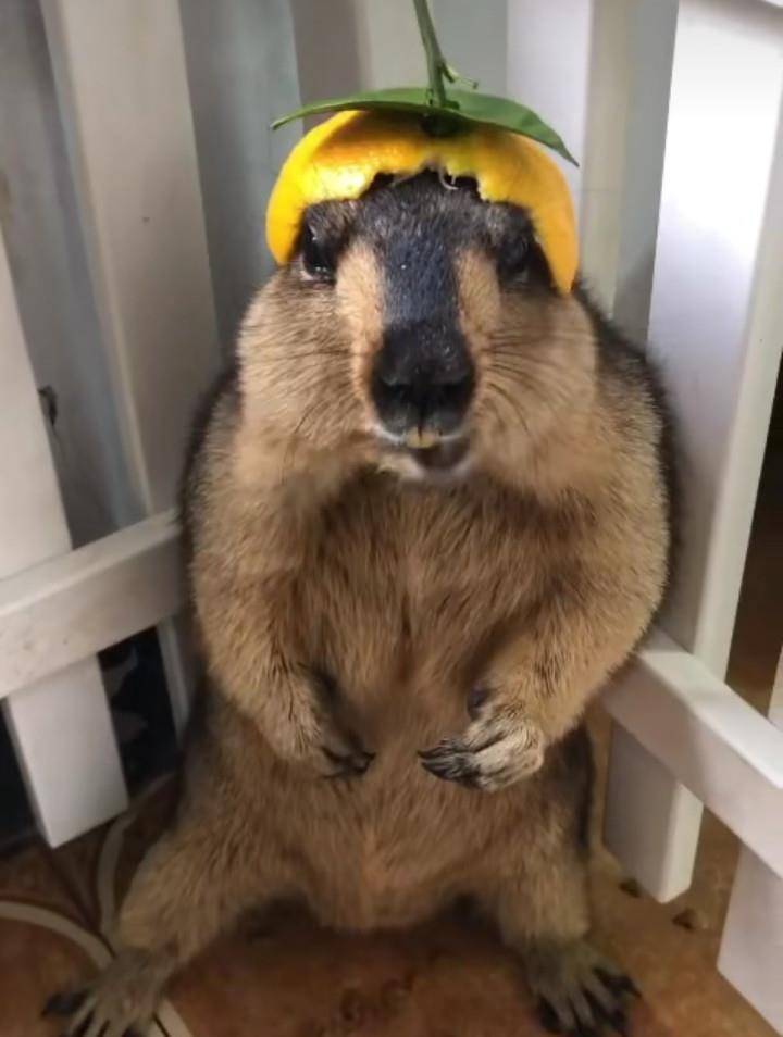 土拨鼠委屈戴上绿帽还被吓,你在这样我要叫了_网友_时候_食物