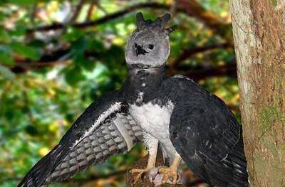 地球上最大的鹰,角雕or食猿雕?一组数据给你答案!_哈斯特_世界_体长