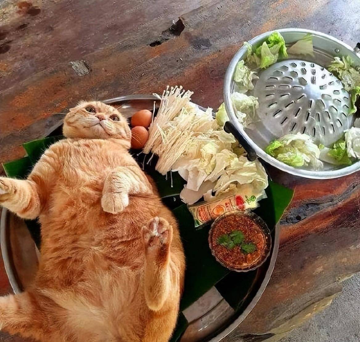 (十七)猫肉火锅开席(十六)这都没翻车也是牛(十五)上午7.