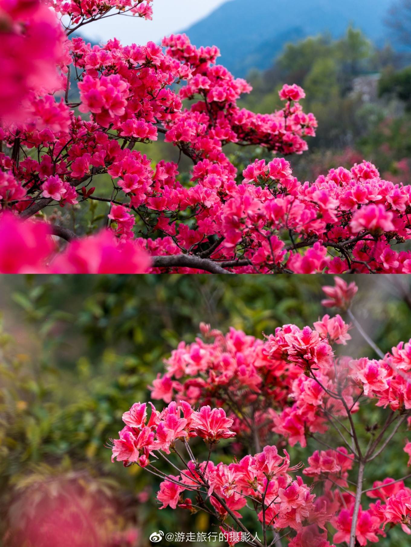 杜鹃花（夏季杜鹃花怎么养护和浇水） 第18张