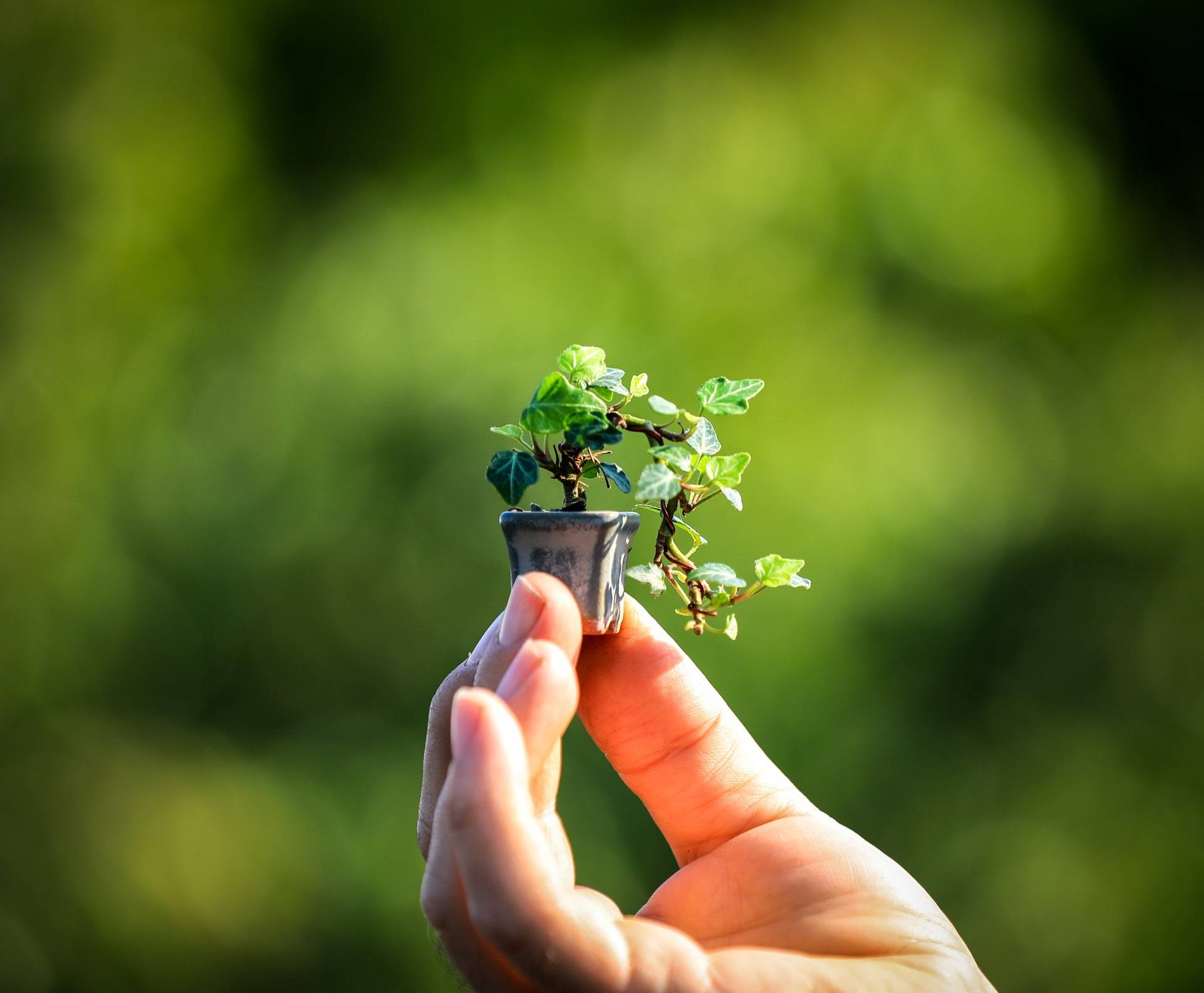 二年级植物传播种子的方法（植物传播种子方法二年级作业） 第7张