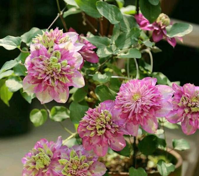 这种花,"大刀阔斧"来一下,开遍花园天下_修剪_枝条_开花