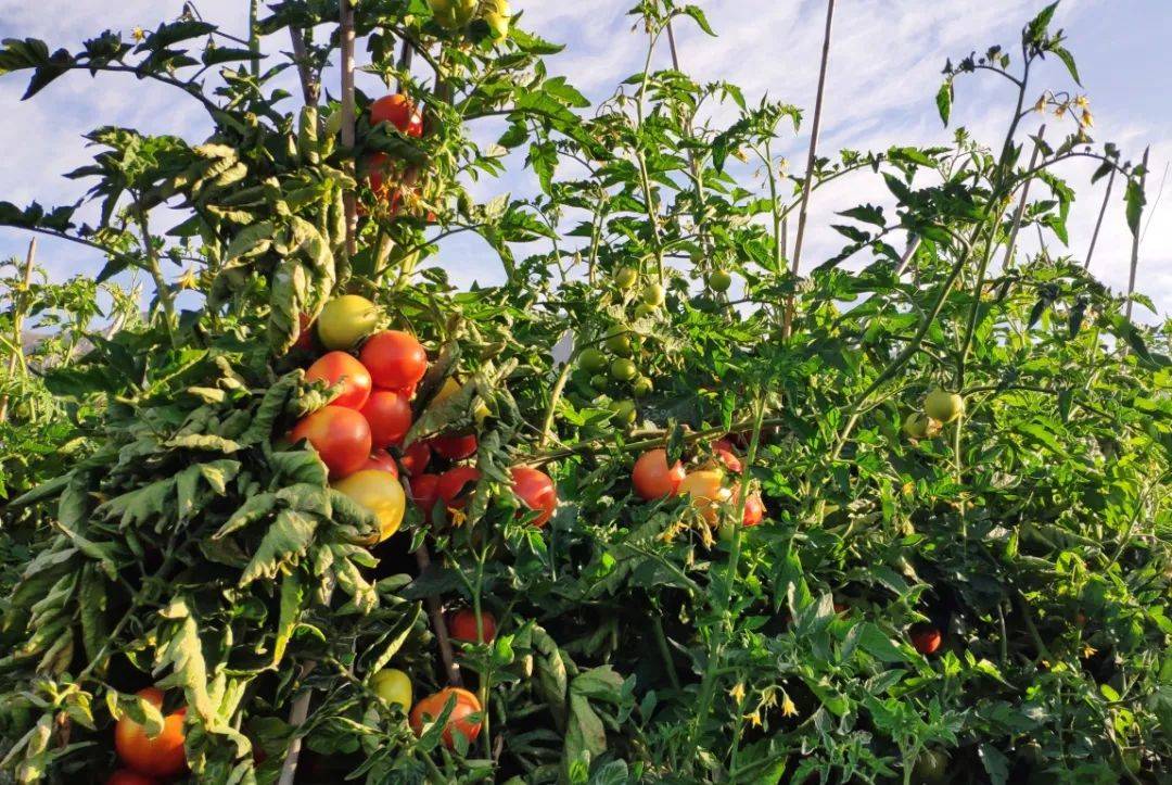 番茄露天种植应该怎样管理?
