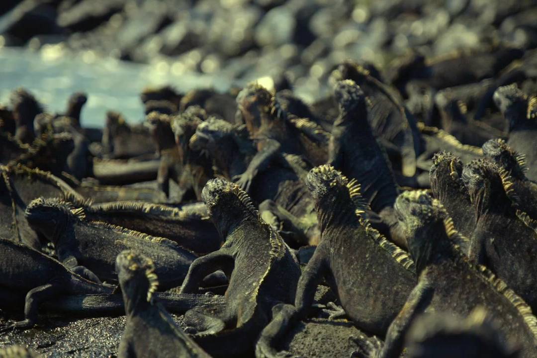 蜥与蛇 海鬣蜥 marine iguana 加拉帕戈斯锦蛇 galapagos racer