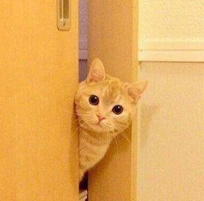 喜欢偷窥主人的橘猫,简直是行走的表情包啊!_猫咪_工作_动静