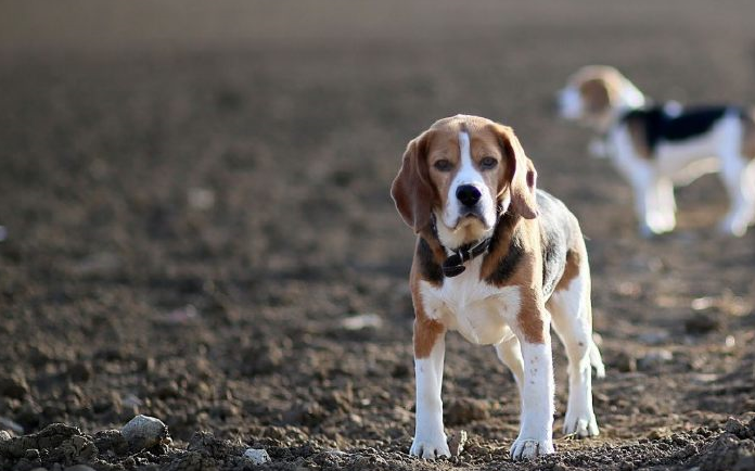 3,比格獵犬美國的獵狐運動幾乎與大不列顛的獵狐運動在同一時期產生.