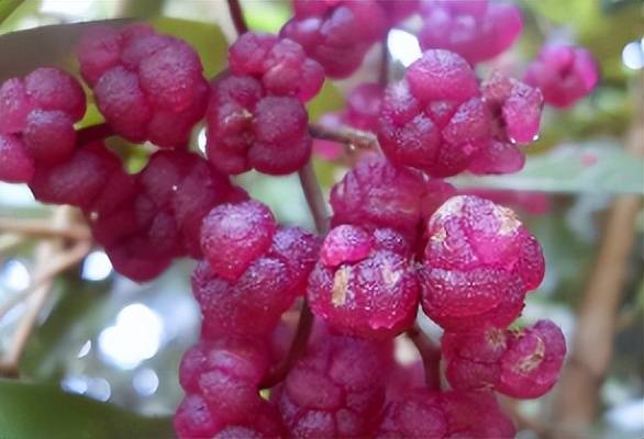 金皮树:日军用它擦屁股后自杀,只有全副武装才能靠近它的身旁!