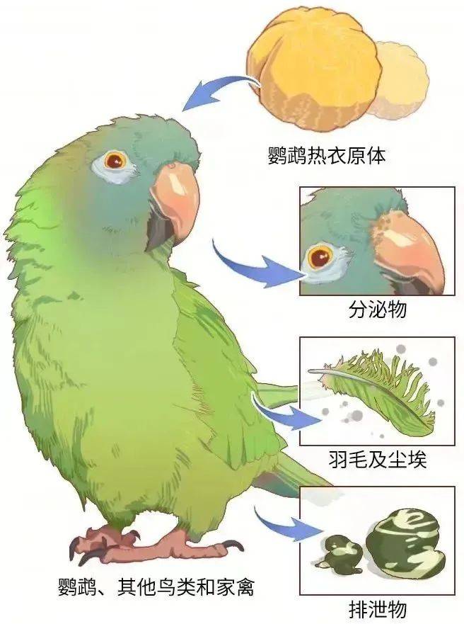 鸚鵡熱是一種人畜共患的傳 染病,又稱鳥熱,鳥疫,最初發現跟飼養鸚鵡有