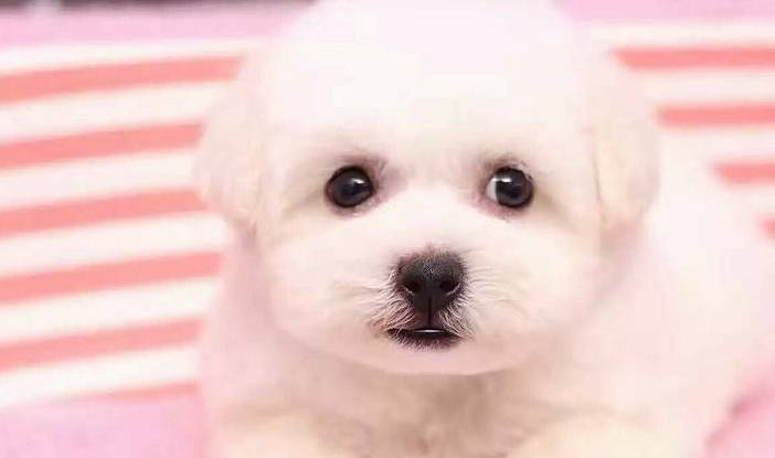 三,比熊泰迪,又叫"泰日天",属于小型犬,女生养的较多,但是,建议还是不