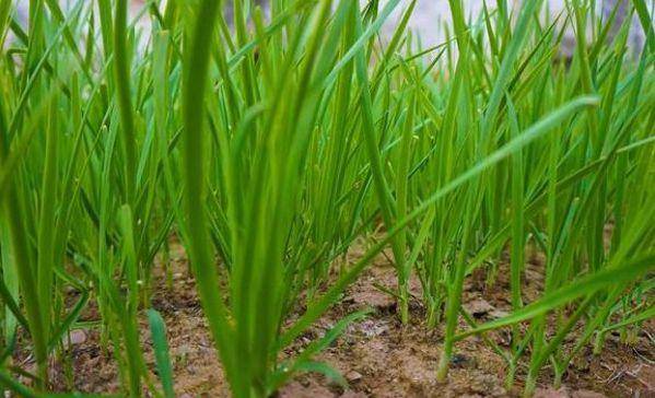 夏季韭菜管理技术就介绍到这里,希望对大家有所帮助 .