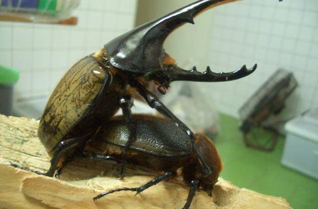 2 长戟大兜虫双叉犀金龟又叫独角仙,多栖息于常绿或落叶阔叶林中.